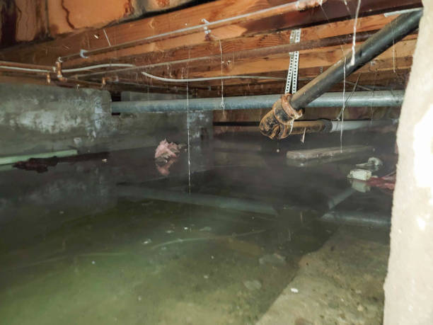 Best Fire Damage Restoration  in Pecan Grove, TX